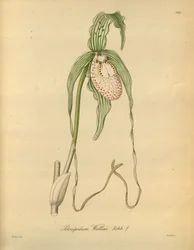Este arquivo vem da Biblioteca do Patrimônio da Biodiversidade e está disponível online em biodiversidadelibrary.org/page/698377