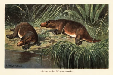 Ornitorrinco de bico de pato, Ornithorhynchus anatinus, na margem do rio.