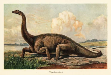 Extinto Diplodocus longus nas planícies.