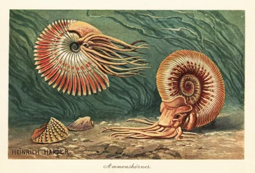 Amonites extintos nadando no oceano.