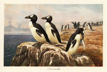 Auks extintos em pé na beira de um penhasco.