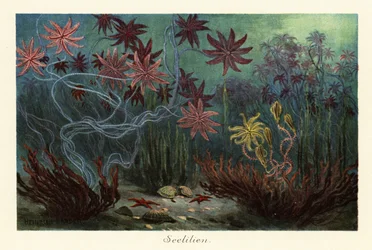 Lírios do mar extintos ou crinóides, Crinoidea, no fundo do mar.,1908 (Impressão)
