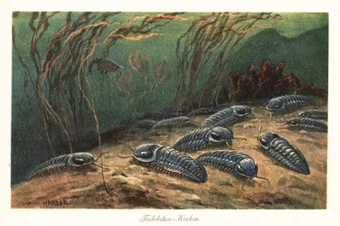 Trilobites extintos no fundo do oceano.