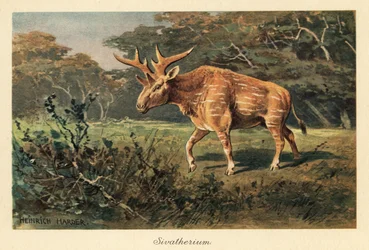 Sivatherium giganteum numa clareira da selva.