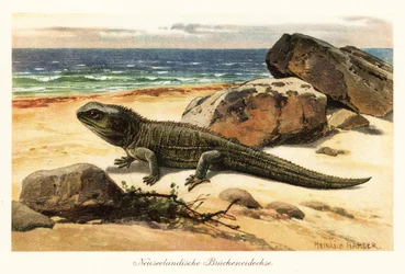 Vulnerável tuatara, Sphenodon punctatus, na costa.