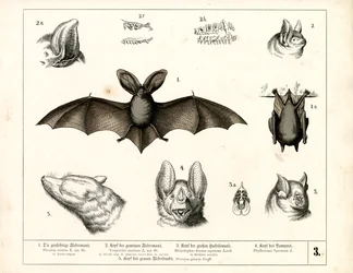 Espécies de morcegos com pormenores anatómicos