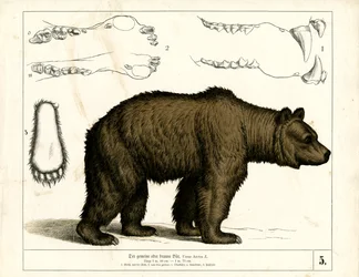 Urso castanho com pormenores anatómicos