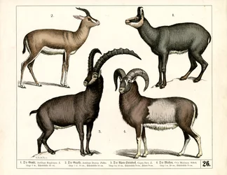 Camurça, Gazela, Ibex e Muflão