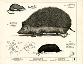 Insectívoros: Ouriço-cacheiro, Musaranho e Toupeira