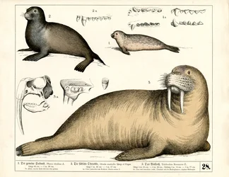 Focas e morsas com pormenores anatómicos