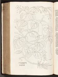 BT3.26.5 Courgette p.370, a partir da história de plantas comentários pelo notável Leonhart Fuchs, 1542