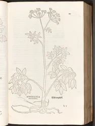 BT3.267.5 p.125 selvagem Angelica, a partir da história de plantas comentários pelo notável Leonhart Fuchs, 1542