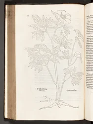 BT3.267.5 p.311 Paeony, a partir da história de plantas comentários pelo notável Leonhart Fuchs, 1542