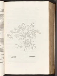 BT3.267.5 p.311 Verde, a partir da história de plantas comentários pelo notável Leonhart Fuchs, 1542