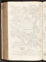 BT3.267.5 Gourd p.368, a partir da história de plantas comentários pelo notável Leonhart Fuchs, 1542