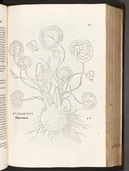 BT3.267.5 p.51 Primrose, a partir da história de plantas comentários pelo notável Leonhart Fuchs, 1542