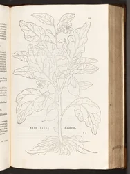 BT3.267.5 Aubergine p.533, a partir da história de plantas comentários pelo notável Leonhart Fuchs, 1542