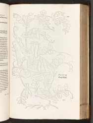BT3.267.5. p.627 Bean, a partir da história de plantas comentários pelo notável Leonhart Fuchs, 1542