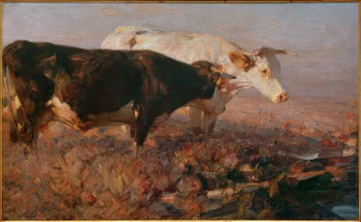 Vacas no brejo