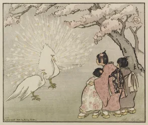 Pavão-branco, 1914