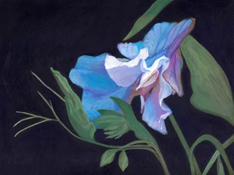 Sweet Pea, 2020 (acrílico a bordo)
