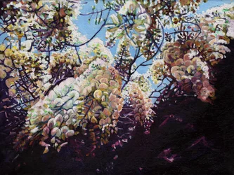 Glicínias brancas, 2012,