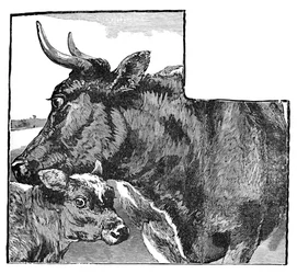 Vaca e bezerro, c1900