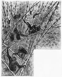 Hoolocks em uma selva de bambu, c1900