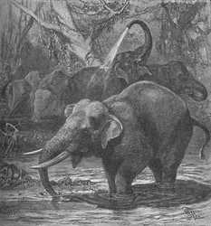 Banho de elefantes indianos, c1900