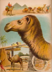 O camelo, c1900