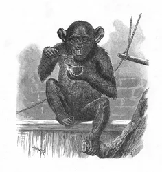 O chimpanzé Sally., C1900