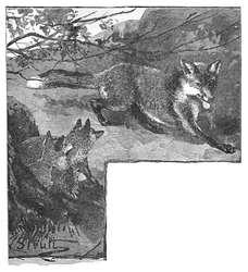 A raposa e seus filhotes, c1900