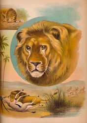 O Leão, c1900