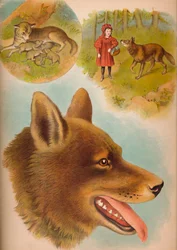 O lobo, c1900