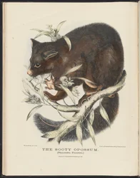 Mamíferos da Austrália (Krefft) Nla.obj-33627803-10 O Gambá Sooty