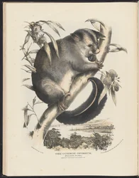 Mamíferos da Austrália (Krefft) Nla.obj-33627803-9 O gambá comum.