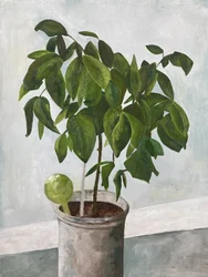 Natureza morta com planta em vaso
