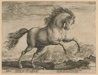 cavalo selvagem Eqvvs liber et incompǒsitvs (título no objeto) Raças de Cavalos dos Estábulos Reais de Don Juan da Áustria (título da série)
