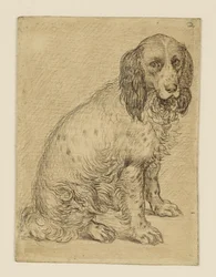 Cão de caça à perdiz de Drenthe sentado