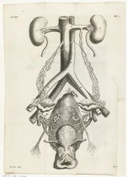 Ilustração anatómica dos órgãos genitais e rins femininos
Ilustração de livros para: Reinier de Graaf, Alle de wercken, Amsterdão, 1686