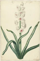 Witte hyacint
Rose Invisible (título sobre o objecto)