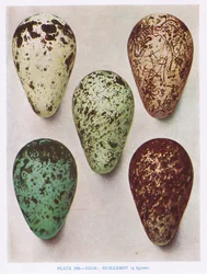 Eggs: Nightjar: Hoopoe: etc, ilustração de &39;British Birds&39; por Kirkman und Jourdain, 1966