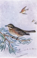 Redwing, Cartões Postais, 1930s