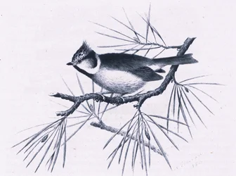 Scottish Crested Tits, Nature na Grã-Bretanha publicado por Collins, 1946