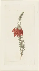 Flores (Erica Mammosa)