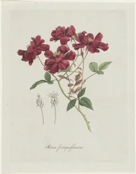 Galos chineses (Rosa chinensis Jacq.)
Rosa semperflorens (título sobre o objecto)