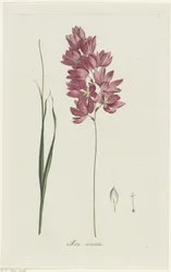 Ixia patens Aiton
Ixia aristata (título sobre o objecto)