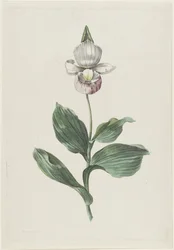 Chinelo da Dama Orquídea (Cypripedium reginae Walter)