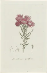 Fenocoma prolifera Xeranthemum proliferum (título no objeto)