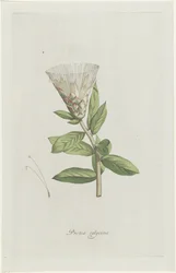 Protea
Protea calycina (título sobre o objecto)